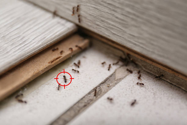 Best Spider Control Near Me  in Middlesex, NJ
